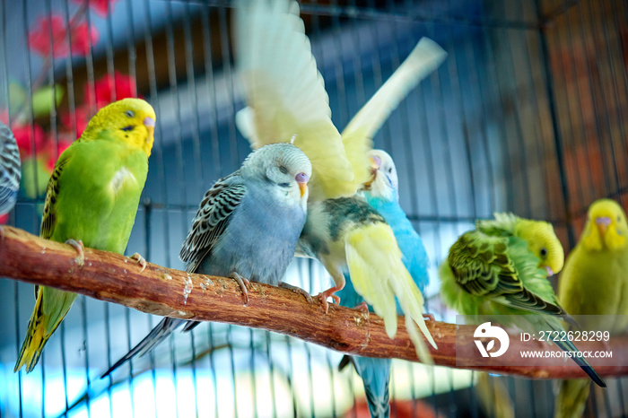 Close up of small caged colorful birds in pet store in morning sun