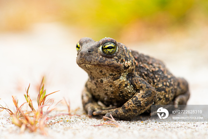 Crapaud calamite, Epidalea calamita