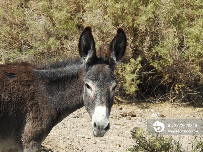 A wild burro living in the Mojave Desert, on the outskirts of the small town of Beatty, in Nye County, Nevada.