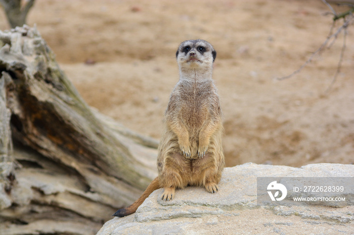 meerkat at the Wilhelma zoo in Stuttgart, South of Germany