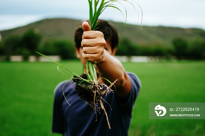 Young farmer holding a clump of fresh grass with root and soil above a rice paddy. Plucking weeds. Agricultural concept.