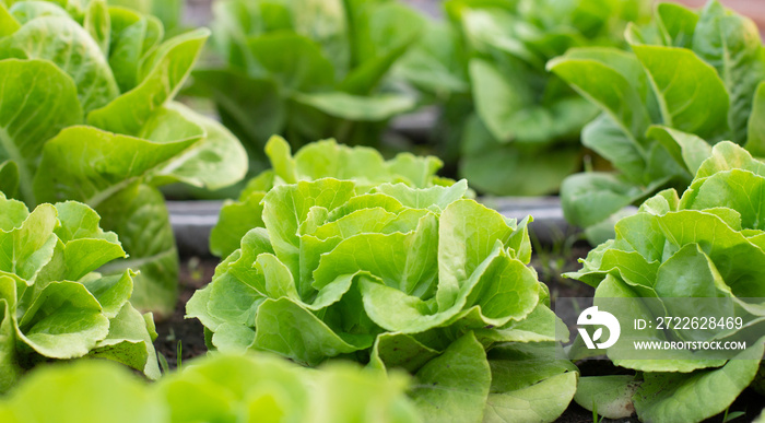 Beautiful organic Mini Cos or Green Oak Lettuce garden on the soil growing, Agriculture bio production concept.Non chemicals