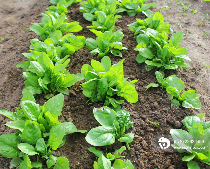 Fresh organic leaves of spinach in the garden