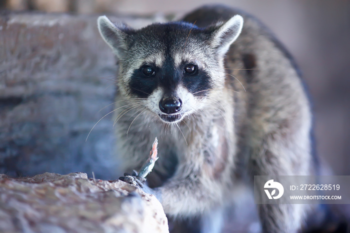 wild nosoha, american raccoon, animal in the wild