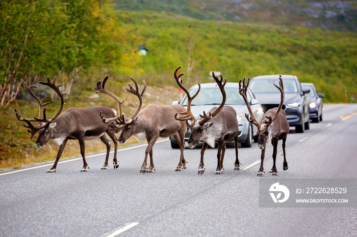 Herd of reindeers (Rangifer tarandus), walking on the street slowly, cars waiting for the animals to pass