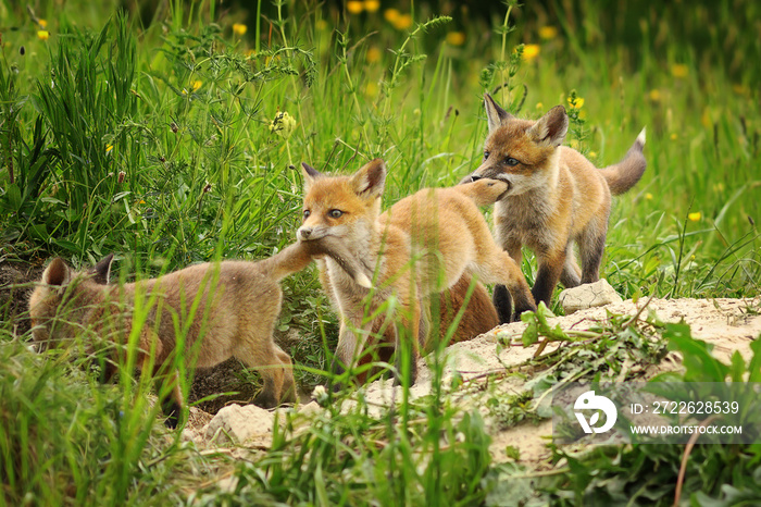 playful red fox cubs