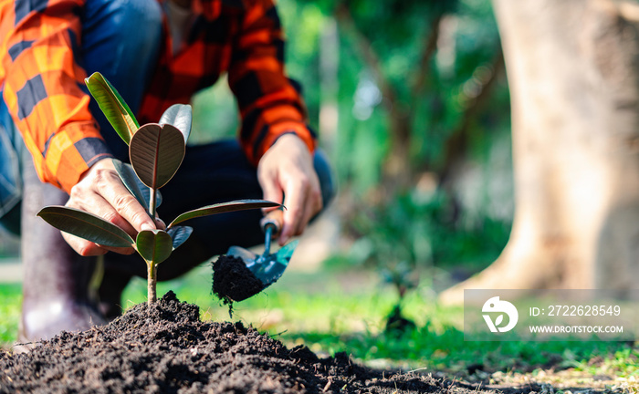 World environment day afforestation nature and ecology concept The hands of a young male volunteer are planting seedlings and trees growing in the ground while working to save the Earth on Earth Day.