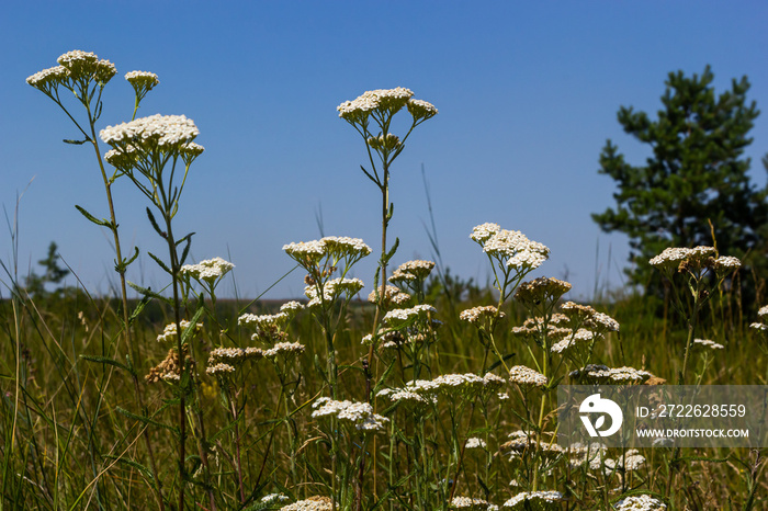 Achillea millefolium, commonly known as yarrow or common yarrow, is a flowering plant in the family Asteraceae