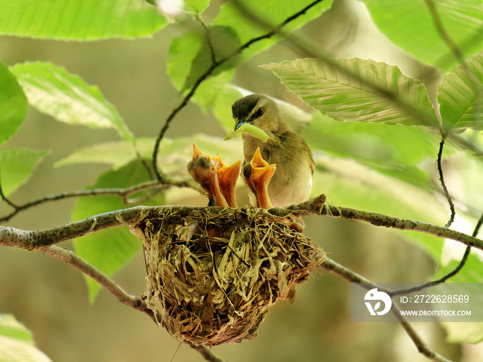 Red-eyed vireo mother bird with food for chicks in the nest