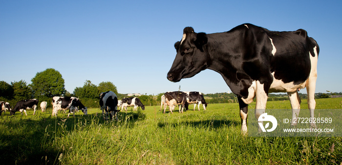 Troupeau de vache laitière dans une prairie verte de France.