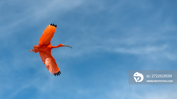 Scarlet Ibis, Eudocimus ruber, red bird flying