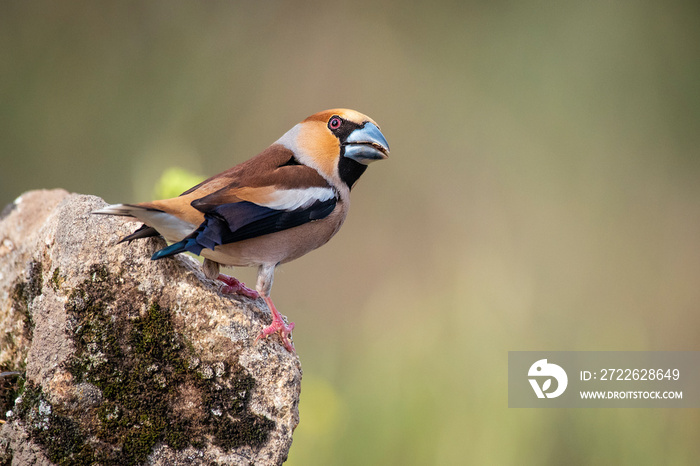 hawfinch perched on a branch blur background