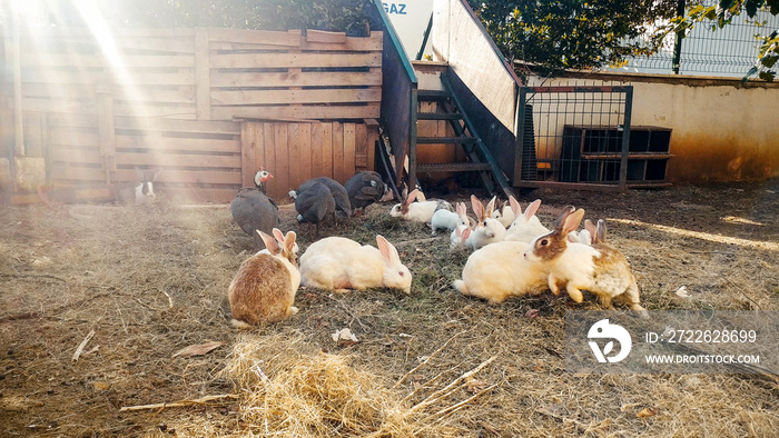 Toned photo of hares and birds eating fodder on the farm