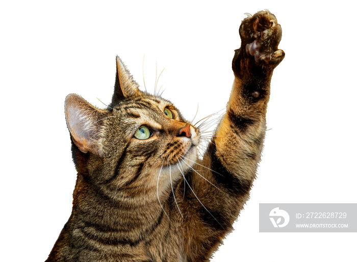 PNG. Cute tabby cat plays with its paw The cat raised its paw and carefully looks at the object