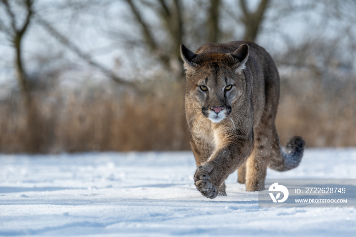 The American Cougar runs across the meadow and enjoys the snow.