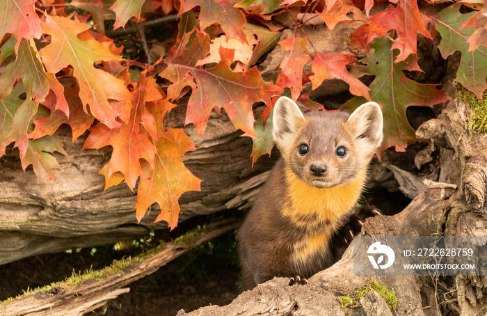 Pine martin in the fall