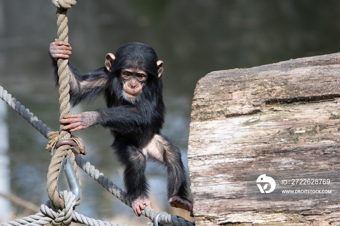 baby chimpanzee; chimp, Pan troglodytes