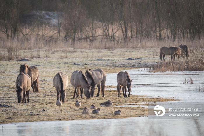 Konik- or Wild Horses on a plane