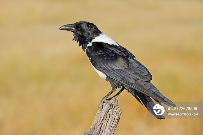 A pied crow (Corvus albus) perched on a branch, Etosha National Park, Namibia.