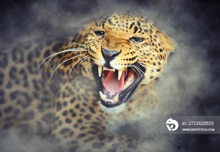 Leopard portrait in smoke on dark background