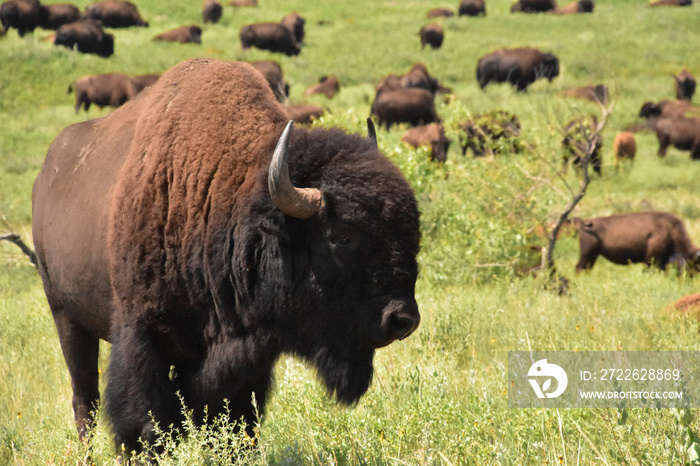 Large Herd of American Buffalo with Calves