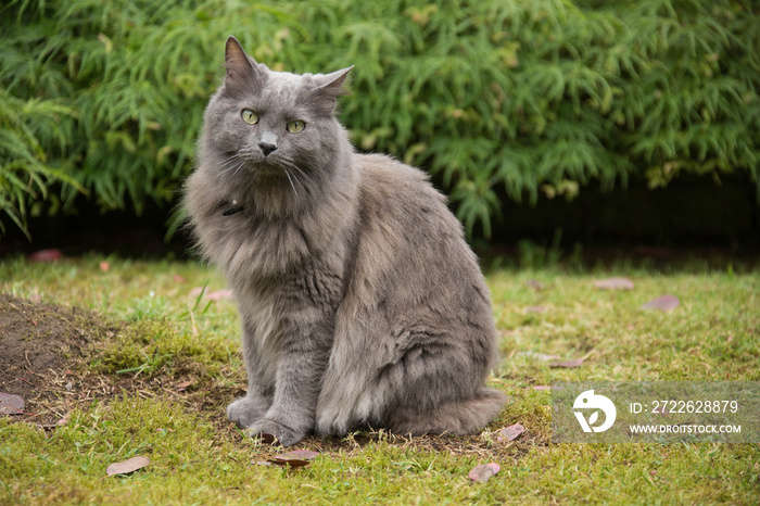 In the garden: Nebelung cat