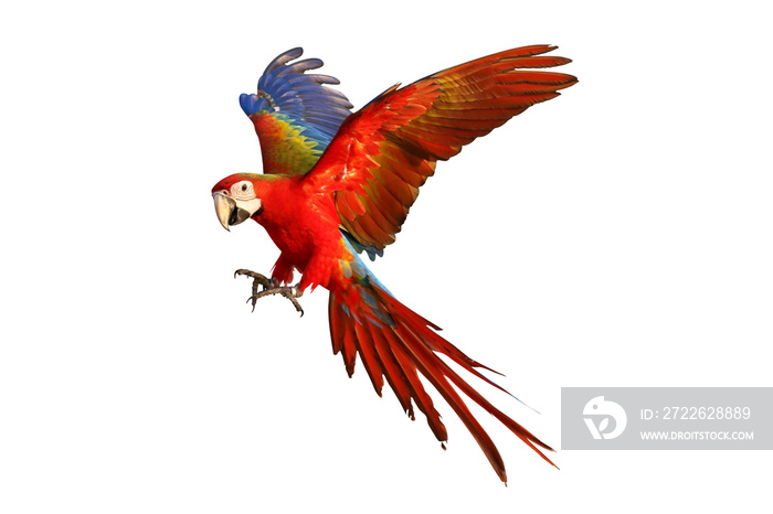 Colorful flying macaw parrot isolated on white