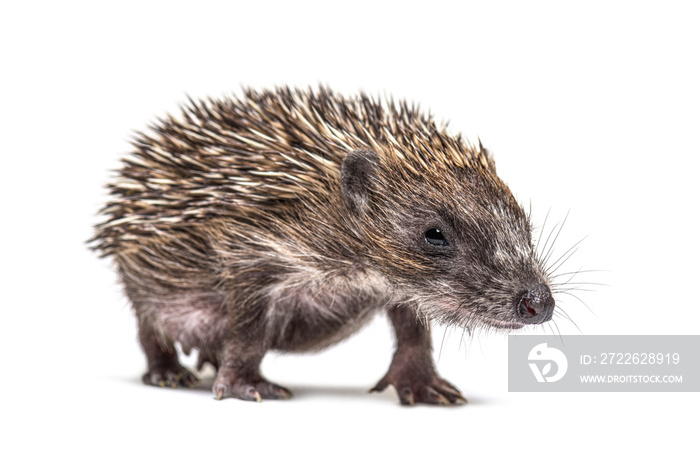 Walking Young European hedgehog looking at the camera, isolated on white