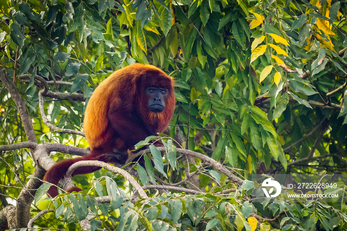 Close up portrait of Red howler monkey on the tree