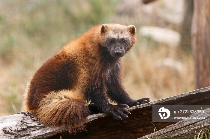 wolverine (Gulo gulo) looking intently