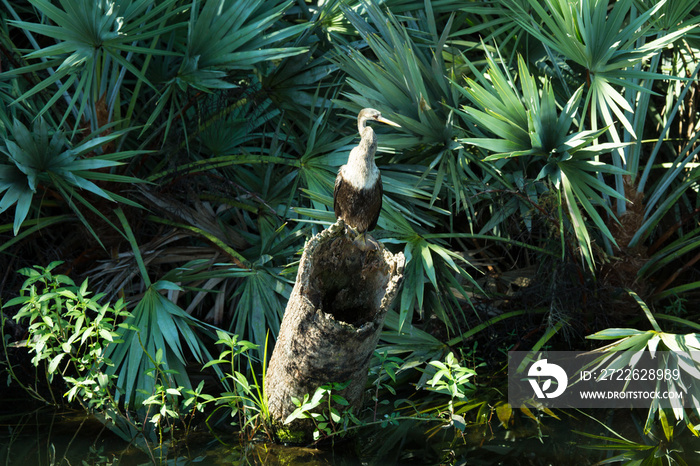 Anhinga bird on a log in a marsh