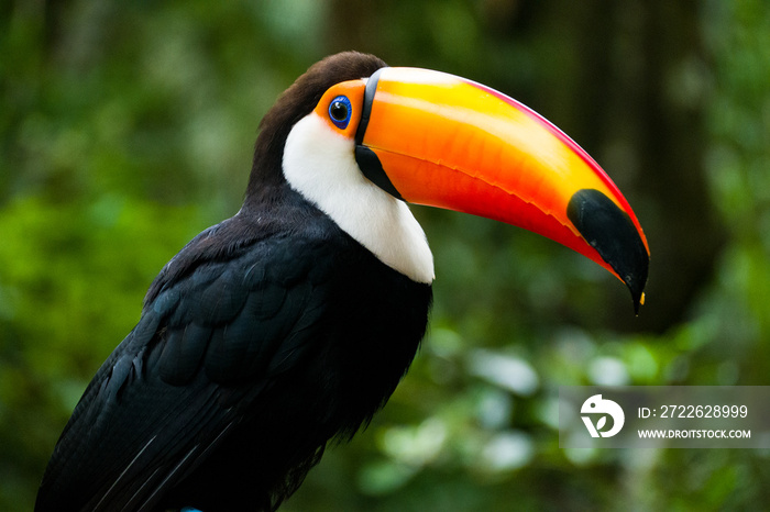 Tucan of Iguacu National Park, Foz do Iguacu