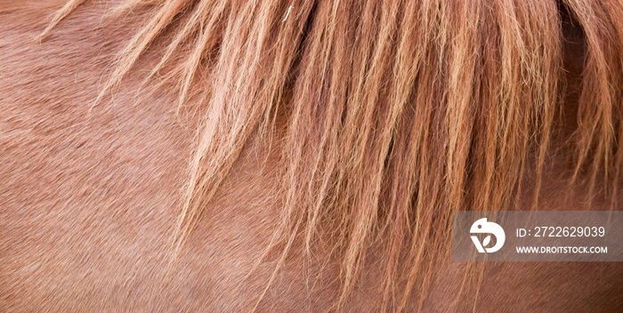 Horse mane and brown horse skin