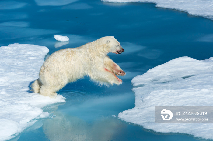 Male Polar Bear (Ursus maritimus) with blood on his nose and leg jumping over ice floes and blue water, Spitsbergen Island, Svalbard archipelago, Norway, Europe