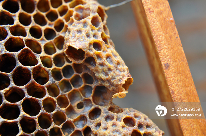 An open queen chamber from which a young queen bee has emerged