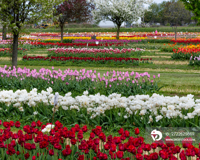 Tulips at Veldheer Tulip Gardens, Holland, MI