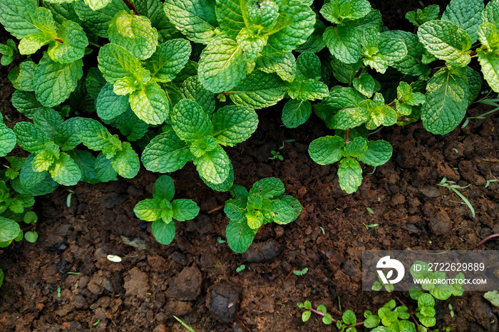 Fresh mint grow in the garden