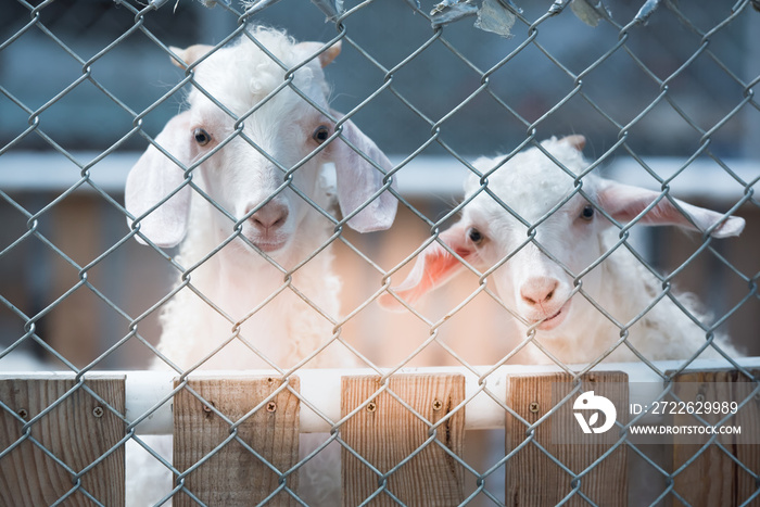 Cute sheep looking with curiously in the cage.