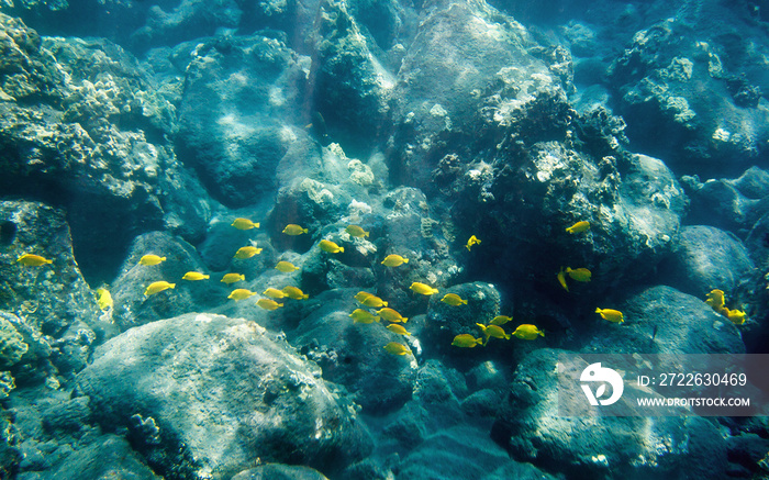 Underwater View of Tropical Fish near Captain Cook Monument (Big Island, Hawaii)