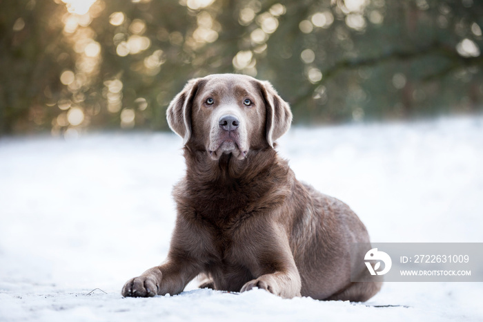 Hund Labrador Retriever Rüde silber liegt im Schnee blickt aufmerksam