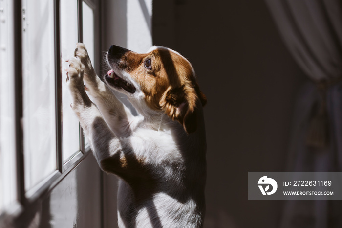 cute small dog standing on two legs and looking away by the window searching or waiting. Pets indoors