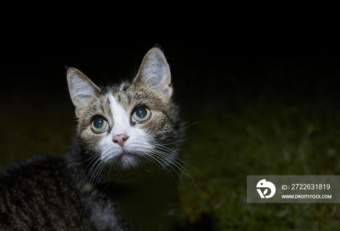 cat watching and hunting by night