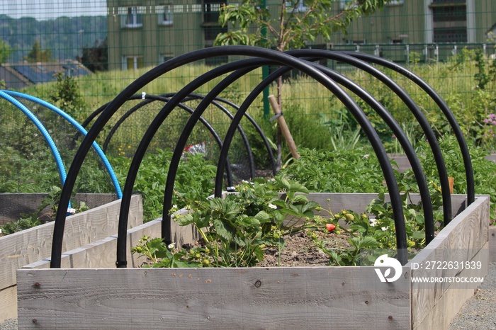 One red strawberry in an allotment raised bed