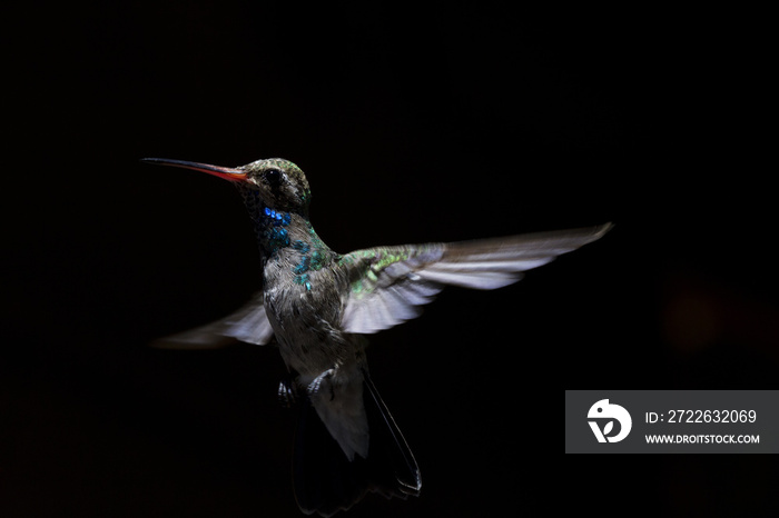 In flight hummingbird portrait with black background