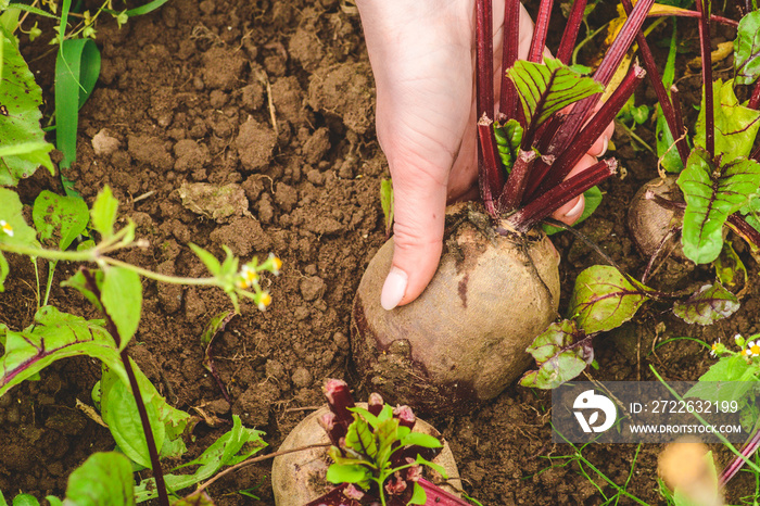 Fresh ripe red beetroots picked in the hand of a farm. Concept of biological agriculture, bio product, bio ecology, integrated farm. Close up