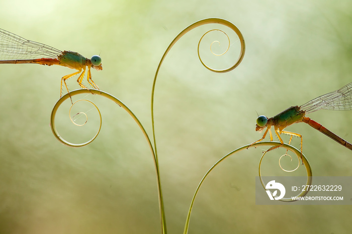 Damselflies on Plants