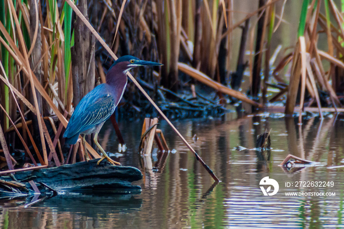 Green heron (Butorides virescens) in the wildlife reserve Biotopo Monterrico-Hawaii, Guatemala