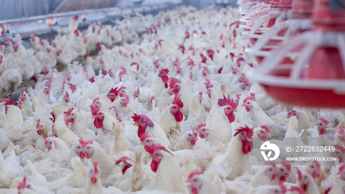 Poultry farm with broiler breeder chicken. Husbandry, housing business for the purpose of farming meat, White chicken Farm feed in indoor housing. Live chicken for meat, egg production inside storage