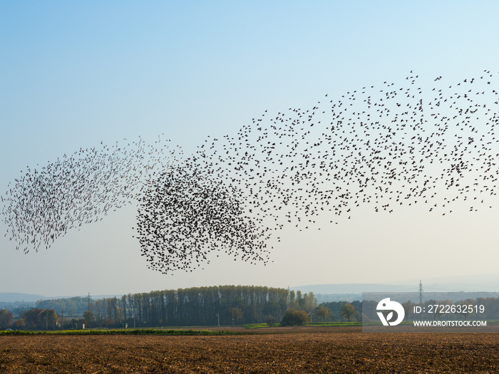 Vogelschwarm Stare im Flug über den Feldern