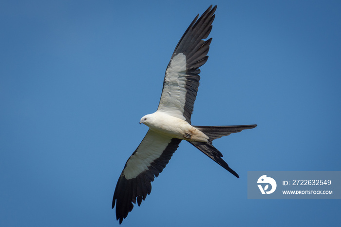 Swallow-tailed Kite